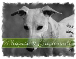 Whiptails Whippets & Greyhounds