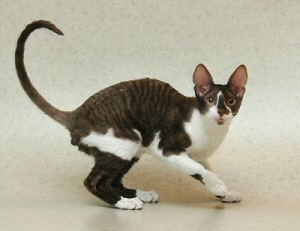 Patu