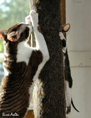 Patu & Ninni
