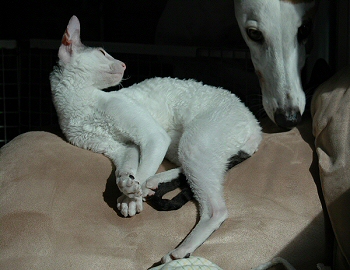 Mori & Peppi
