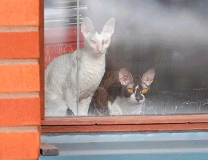 Mori & Patu