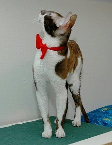 Patu