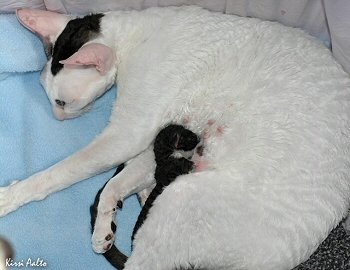 Mori & kitten