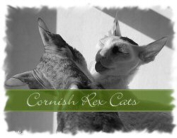 Cornish Rex Cats
