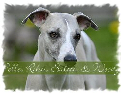 Pelle, Riku. Salttu & Woody